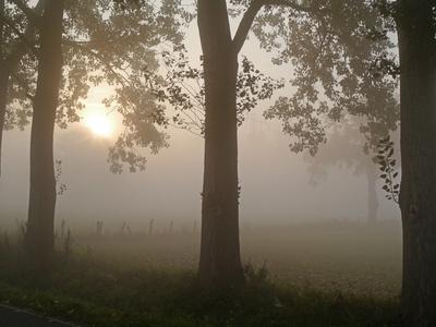 Nebelmorgen