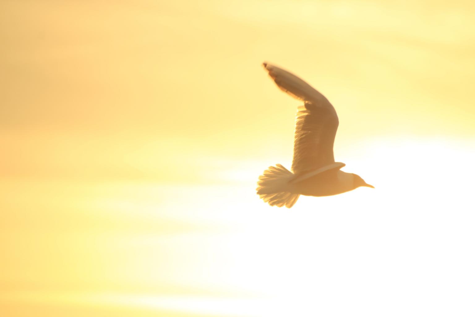 Taube am Abendhimmel (c) Karein93 - cc0 - pixabay.com