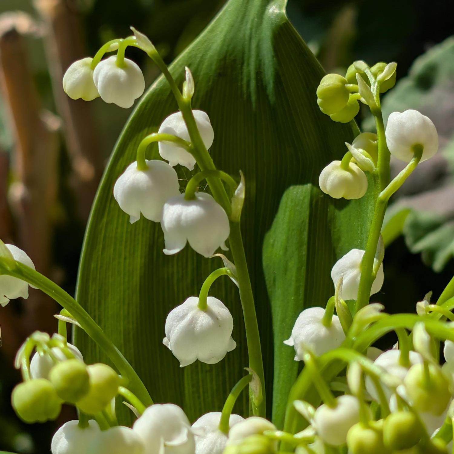 pxl_20250501_133732531_by_irene-urff_pfarrbriefservice