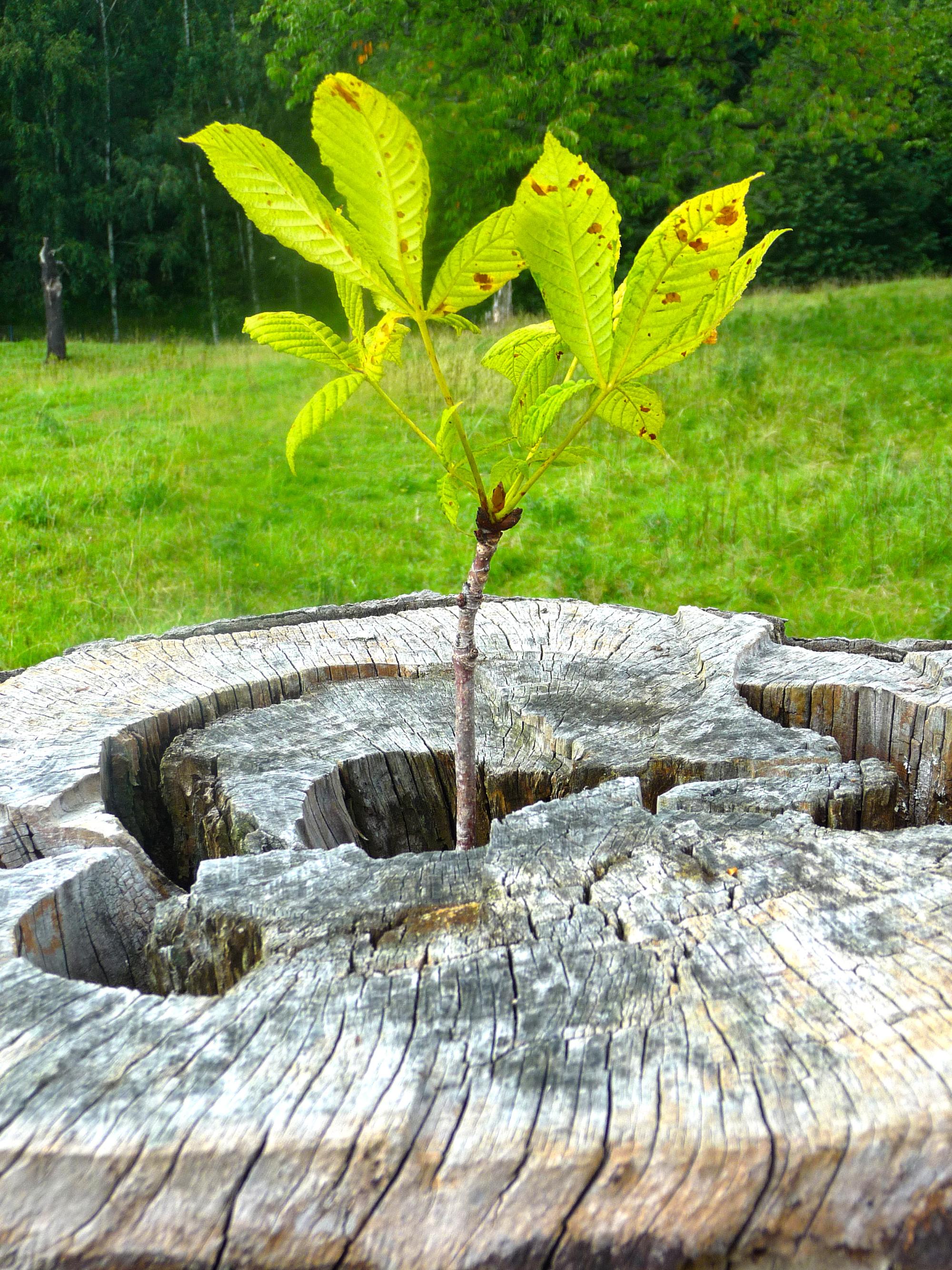 Auferstehung
